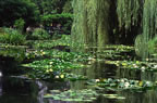 Jardin de Monet (142kb)