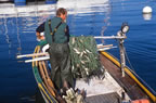 The morning's catch from Lac Lman, Thonon-les-Bains, Haute-Savoie. (93kb)