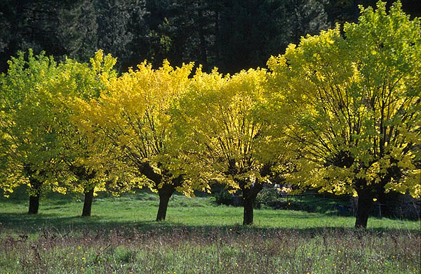 Autumn colours near Bess�ges, Gard.