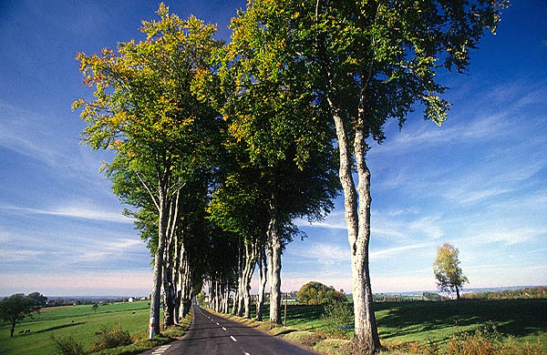 Tree avenue near Uz�s, Gard.