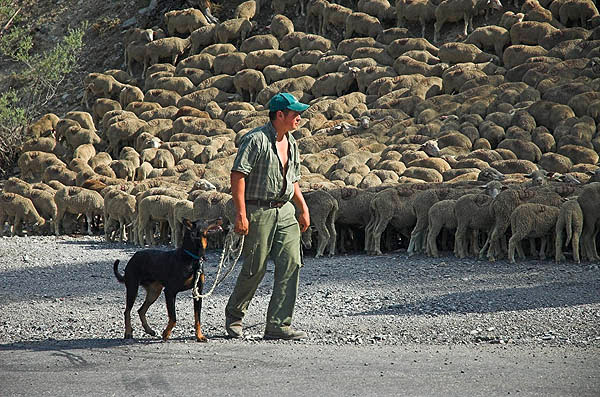 Transhumance time in the upper Vall�e de l'Ubaye, Alpes d'Haute Provence.